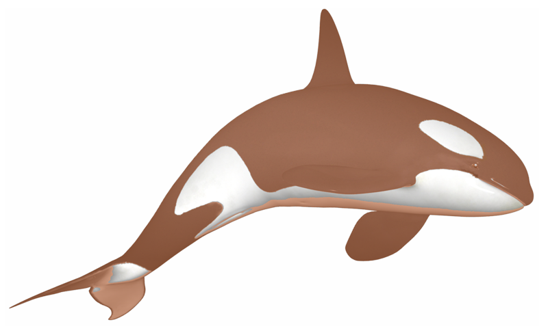 orcas