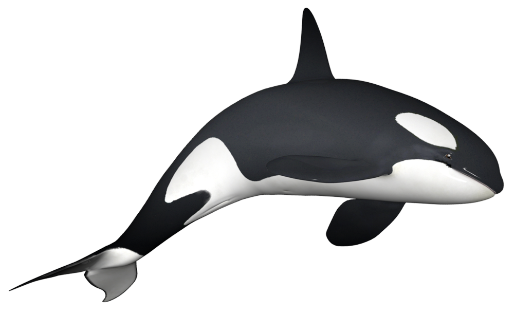 orcas